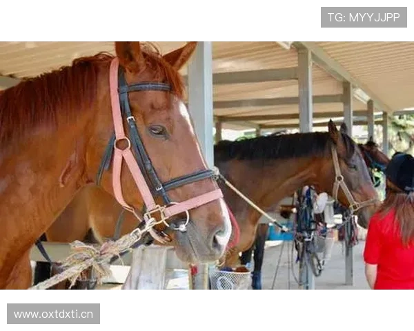 富里睡醒发现自家马场又多了一匹新马，账单还没付清呢